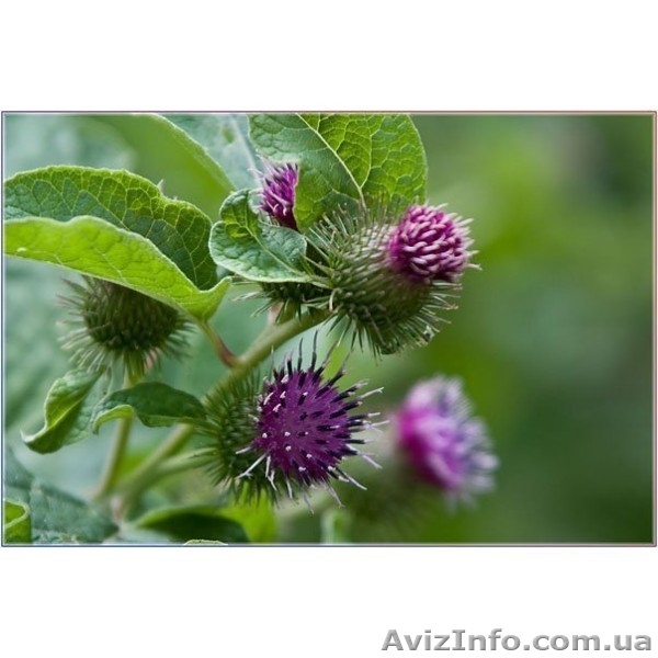 Мыла жидкие и твердые - <ro>Изображение</ro><ru>Изображение</ru> #2, <ru>Объявление</ru> #1140149