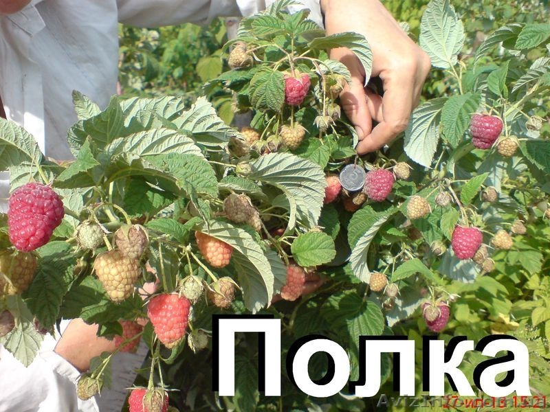 Саженцы крупноплодной малины и кубники .Высылаю по территории Украин - <ro>Изображение</ro><ru>Изображение</ru> #3, <ru>Объявление</ru> #1150307