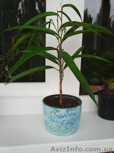 Фикусы Бенджамина Кинки,Нина,Старлайт.Бенедикта Али.Очищают воздух от вредных  - <ro>Изображение</ro><ru>Изображение</ru> #9, <ru>Объявление</ru> #1147682