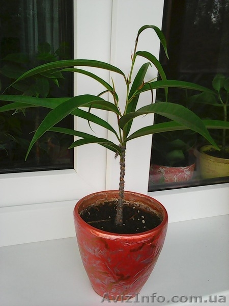 Фикусы Бенджамина Кинки,Нина,Старлайт.Бенедикта Али.Очищают воздух от вредных  - <ro>Изображение</ro><ru>Изображение</ru> #10, <ru>Объявление</ru> #1147682