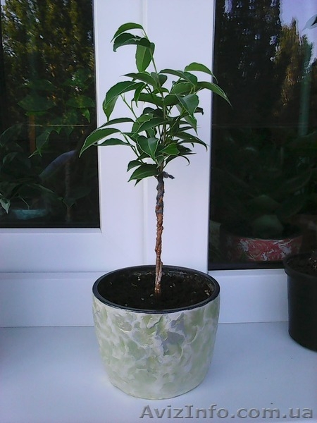 Фикусы Бенджамина Кинки,Нина,Старлайт.Бенедикта Али.Очищают воздух от вредных  - <ro>Изображение</ro><ru>Изображение</ru> #7, <ru>Объявление</ru> #1147682