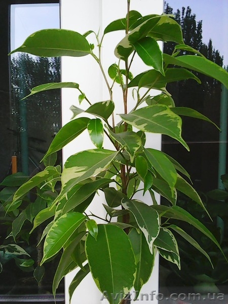 Фикусы Бенджамина Кинки,Нина,Старлайт.Бенедикта Али.Очищают воздух от вредных  - <ro>Изображение</ro><ru>Изображение</ru> #1, <ru>Объявление</ru> #1147682