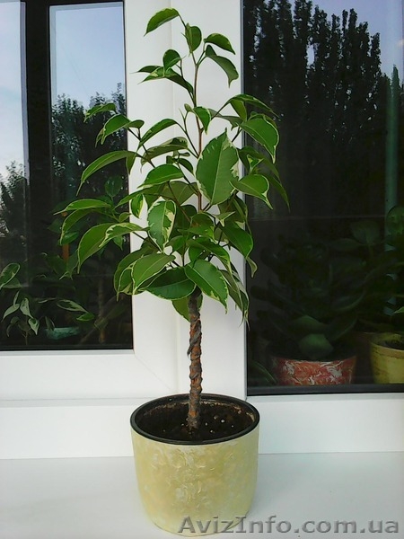 Фикусы Бенджамина Кинки,Нина,Старлайт.Бенедикта Али.Очищают воздух от вредных  - <ro>Изображение</ro><ru>Изображение</ru> #2, <ru>Объявление</ru> #1147682