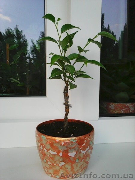 Фикусы Бенджамина Кинки,Нина,Старлайт.Бенедикта Али.Очищают воздух от вредных  - <ro>Изображение</ro><ru>Изображение</ru> #6, <ru>Объявление</ru> #1147682