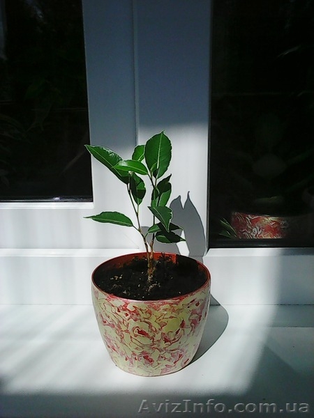 Фикусы Бенджамина Кинки,Нина,Старлайт.Бенедикта Али.Очищают воздух от вредных  - <ro>Изображение</ro><ru>Изображение</ru> #8, <ru>Объявление</ru> #1147682