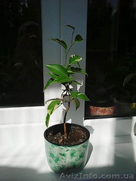 Фикусы Бенджамина Кинки,Нина,Старлайт.Бенедикта Али.Очищают воздух от вредных  - <ro>Изображение</ro><ru>Изображение</ru> #5, <ru>Объявление</ru> #1147682