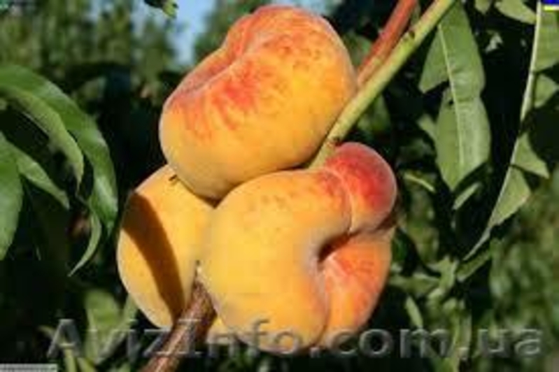 Саженцы плодовых растений - <ro>Изображение</ro><ru>Изображение</ru> #1, <ru>Объявление</ru> #1056556