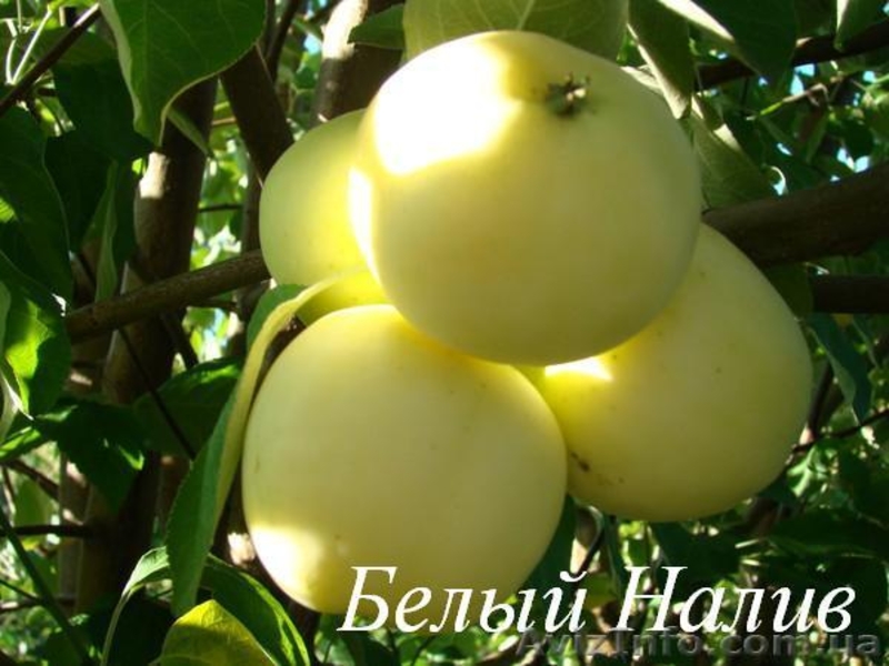 Саженцы плодовых растений - <ro>Изображение</ro><ru>Изображение</ru> #5, <ru>Объявление</ru> #1056556