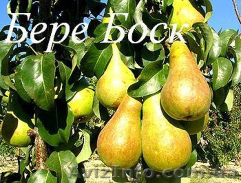 Саженцы плодовых деревьев Большой выбор соротов - <ro>Изображение</ro><ru>Изображение</ru> #2, <ru>Объявление</ru> #1172521