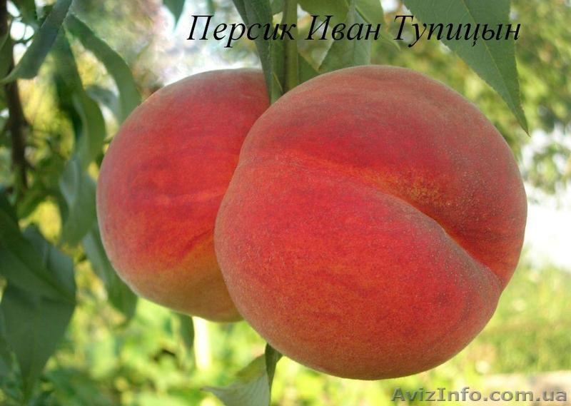 Саженцы плодовых деревьев от производителя - <ro>Изображение</ro><ru>Изображение</ru> #4, <ru>Объявление</ru> #1160889