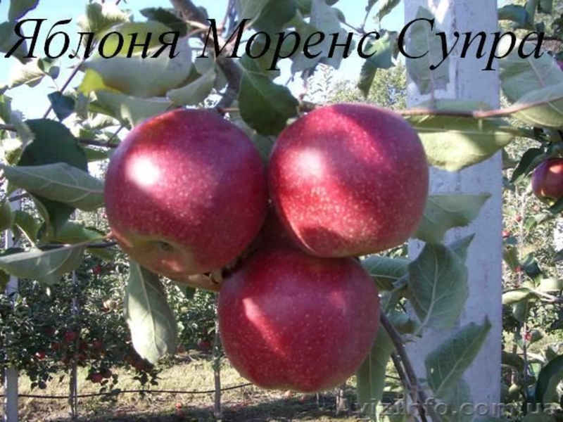 Саженцы плодовых деревьев Большой выбор соротов - <ro>Изображение</ro><ru>Изображение</ru> #6, <ru>Объявление</ru> #1172521