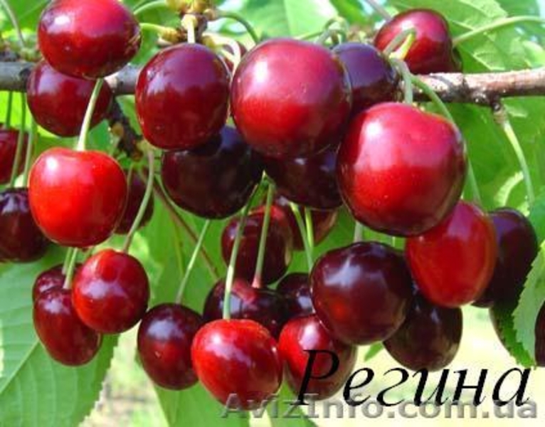 Саженцы плодовых растений - <ro>Изображение</ro><ru>Изображение</ru> #4, <ru>Объявление</ru> #1056556