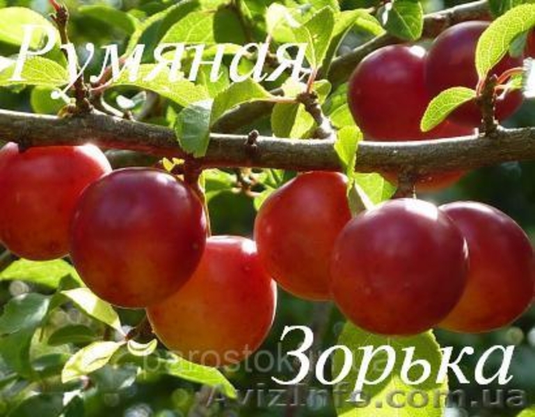 Саженцы плодовых растений - <ro>Изображение</ro><ru>Изображение</ru> #2, <ru>Объявление</ru> #1056556