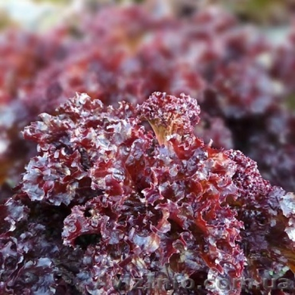 Семена салата КS 101 (Китано) - <ro>Изображение</ro><ru>Изображение</ru> #2, <ru>Объявление</ru> #1278792