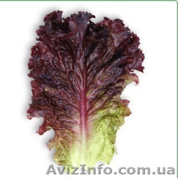Семена салата КS 101 (Китано) - <ro>Изображение</ro><ru>Изображение</ru> #1, <ru>Объявление</ru> #1278792