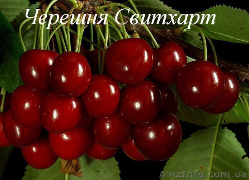 Саженцы плодовых деревьев Большой выбор соротов - <ro>Изображение</ro><ru>Изображение</ru> #5, <ru>Объявление</ru> #1172521