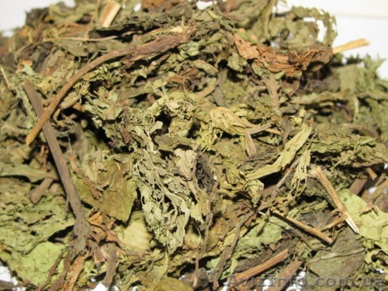 Стевия. Медовая трава. - <ro>Изображение</ro><ru>Изображение</ru> #4, <ru>Объявление</ru> #1335298