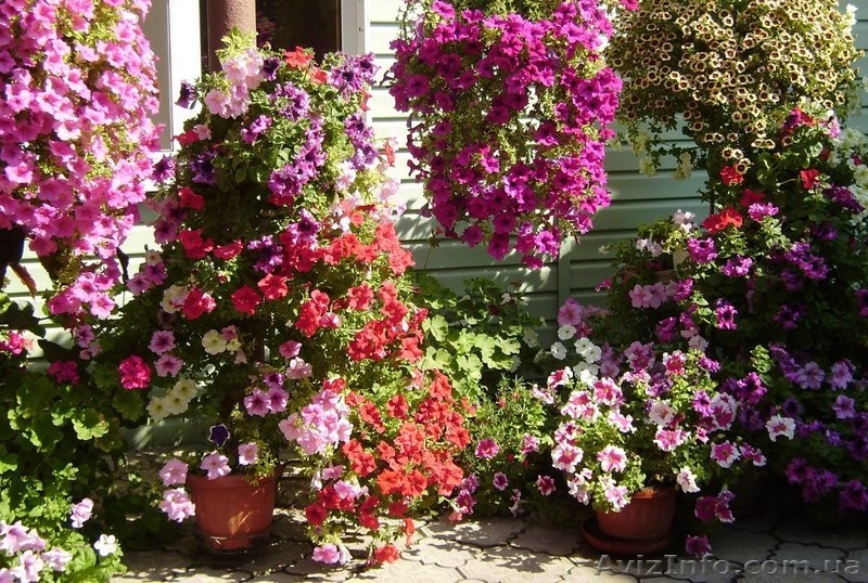 Отдых в Бердянске 2017 - <ro>Изображение</ro><ru>Изображение</ru> #7, <ru>Объявление</ru> #675740