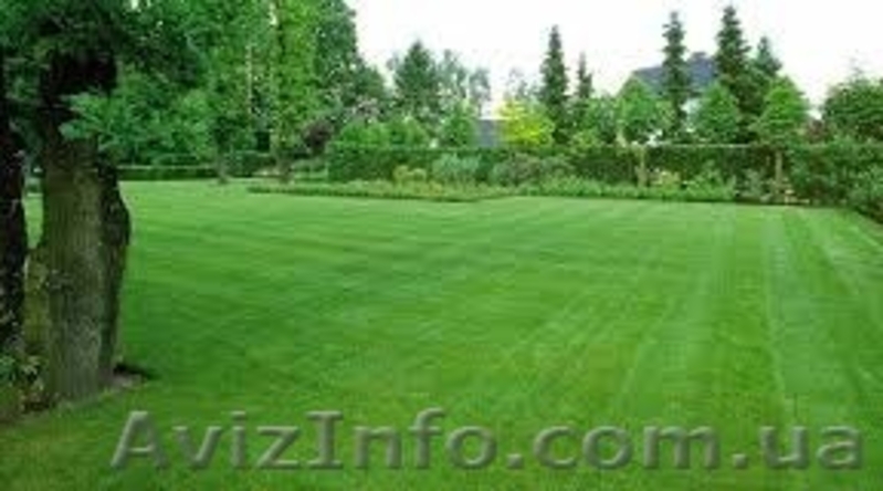 Рулонный газон зеленый - <ro>Изображение</ro><ru>Изображение</ru> #1, <ru>Объявление</ru> #1483504