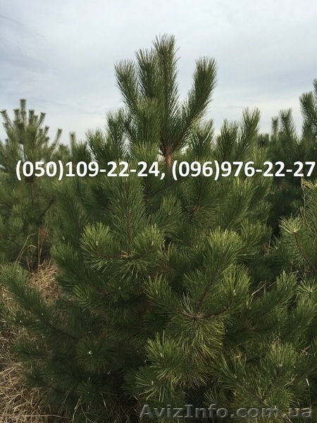Новогодние живые сосны оптом 2016 - <ro>Изображение</ro><ru>Изображение</ru> #1, <ru>Объявление</ru> #1487582