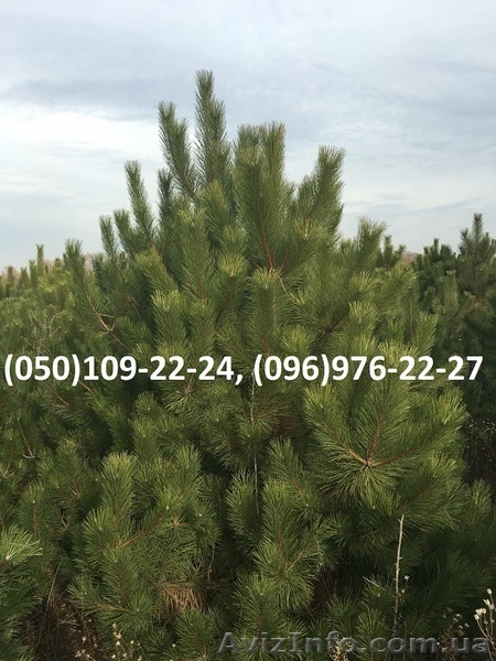 Новогодние живые сосны оптом 2016 - <ro>Изображение</ro><ru>Изображение</ru> #2, <ru>Объявление</ru> #1487582
