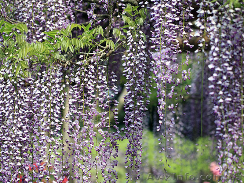 Саженцы морозостойкой Глицинии Вистерии от 24 грн с доставкой по Украине - <ro>Изображение</ro><ru>Изображение</ru> #6, <ru>Объявление</ru> #1490815