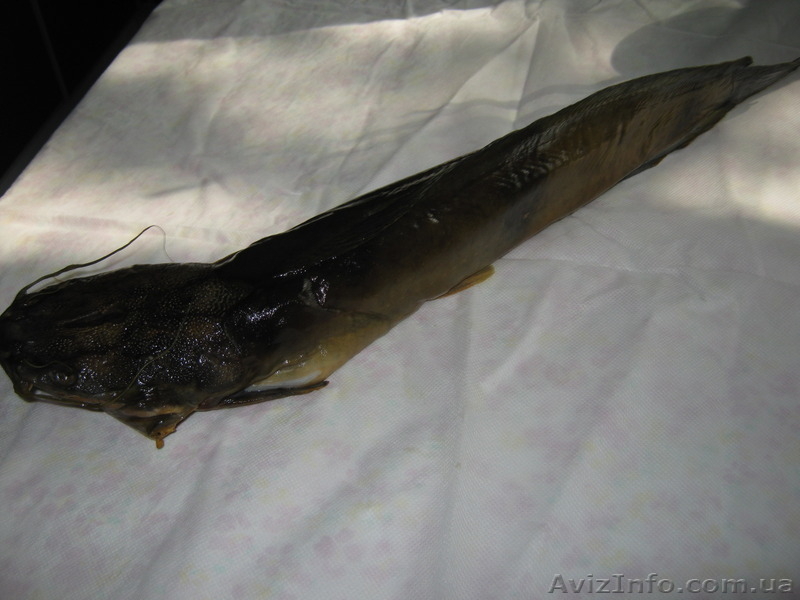 Продам сома мраморного живого свежемороженного, а так же копченного - <ro>Изображение</ro><ru>Изображение</ru> #1, <ru>Объявление</ru> #1485262