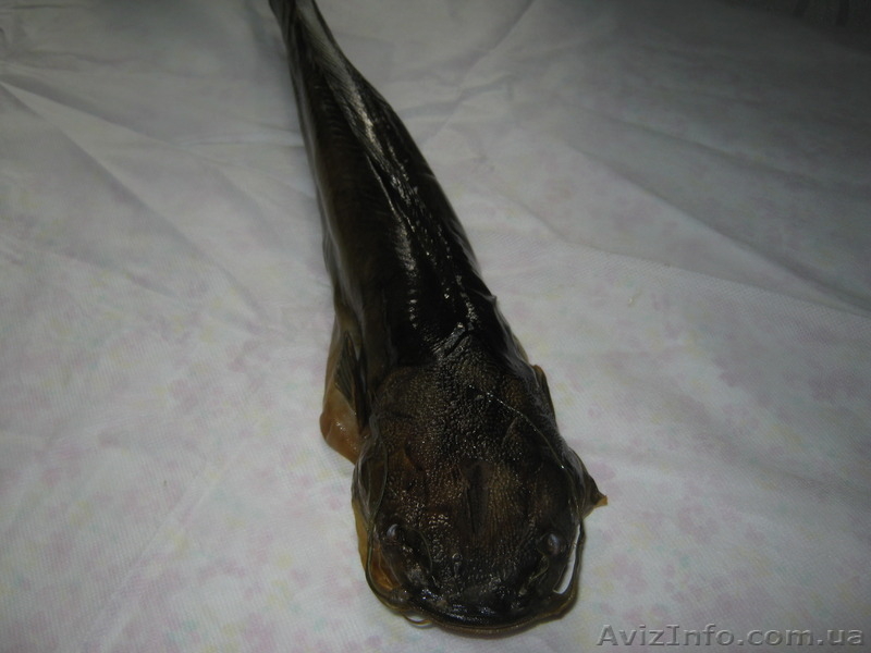 Продам сома мраморного живого свежемороженного, а так же копченного - <ro>Изображение</ro><ru>Изображение</ru> #3, <ru>Объявление</ru> #1485262