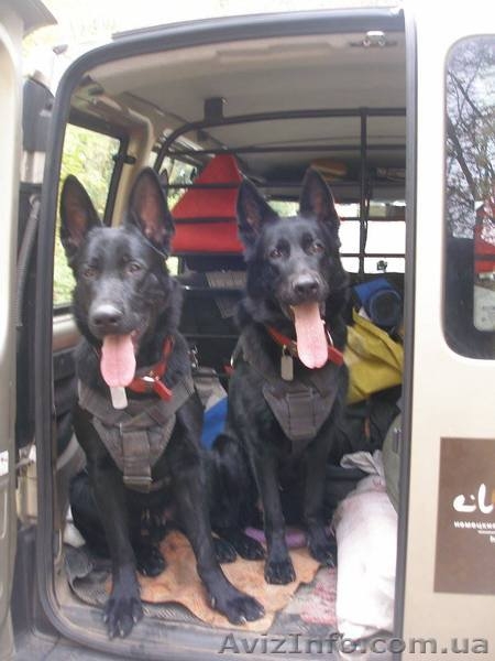 Щенки немецкой овчарки черного окраса - <ro>Изображение</ro><ru>Изображение</ru> #1, <ru>Объявление</ru> #1494533