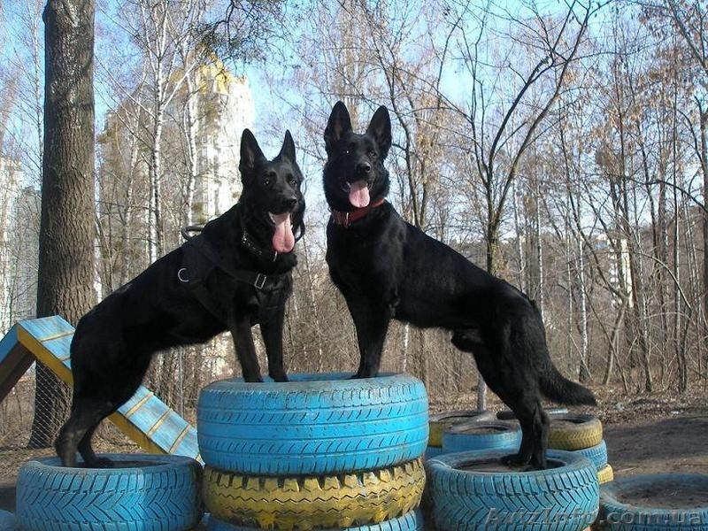 Щенки немецкой овчарки черного окраса - <ro>Изображение</ro><ru>Изображение</ru> #3, <ru>Объявление</ru> #1494533
