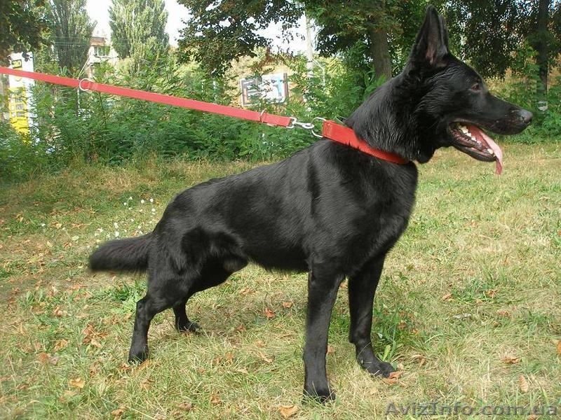 Щенки немецкой овчарки черного окраса - <ro>Изображение</ro><ru>Изображение</ru> #4, <ru>Объявление</ru> #1494533
