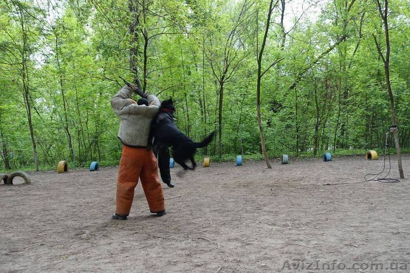 Щенки немецкой овчарки черного окраса - <ro>Изображение</ro><ru>Изображение</ru> #5, <ru>Объявление</ru> #1494533