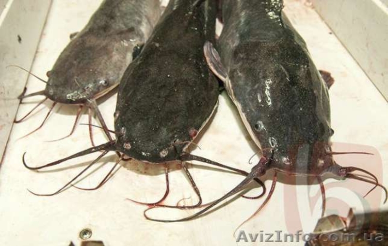 Рыба живая африканский сом - <ro>Изображение</ro><ru>Изображение</ru> #1, <ru>Объявление</ru> #1538365