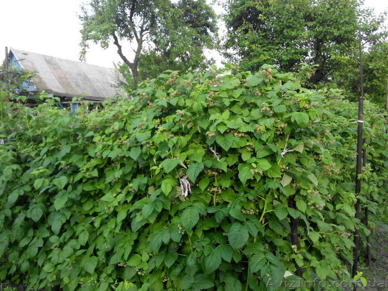 Дачный участок, черта города, Коммунаровский район. - <ro>Изображение</ro><ru>Изображение</ru> #4, <ru>Объявление</ru> #1542802