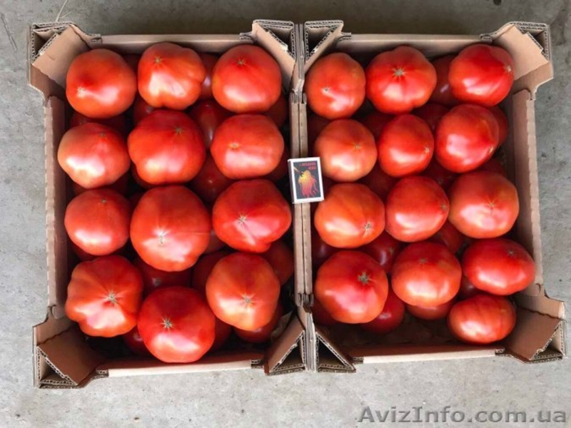 продам Розовый и Желтый тепличный помидор - <ro>Изображение</ro><ru>Изображение</ru> #5, <ru>Объявление</ru> #1557380