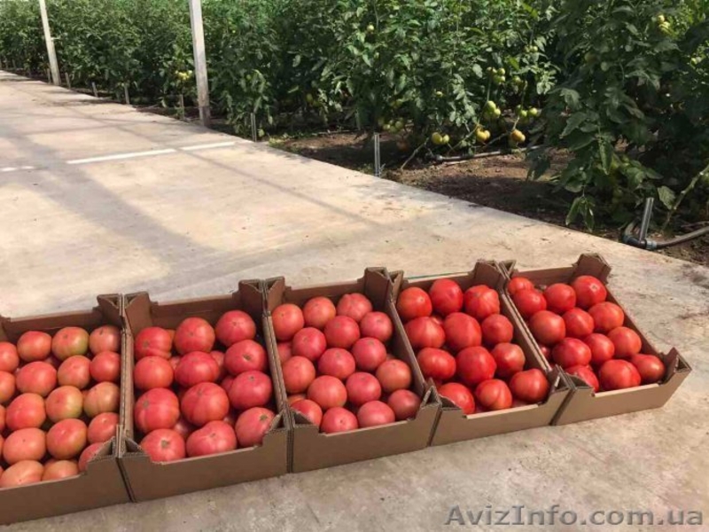 продам Розовый и Желтый тепличный помидор - <ro>Изображение</ro><ru>Изображение</ru> #6, <ru>Объявление</ru> #1557380