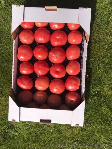 продам Розовый и Желтый тепличный помидор - <ro>Изображение</ro><ru>Изображение</ru> #9, <ru>Объявление</ru> #1557380