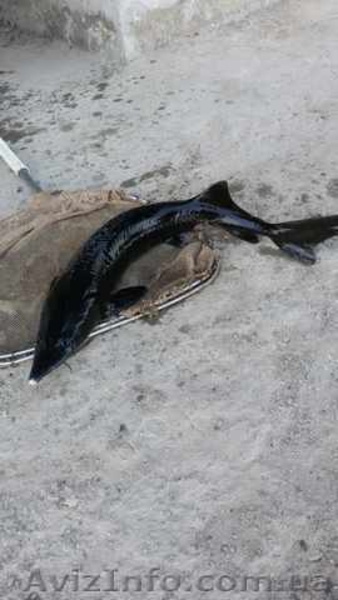 Продам рыбу товарную осетра, зарыбок осетровых. - <ro>Изображение</ro><ru>Изображение</ru> #4, <ru>Объявление</ru> #1570948