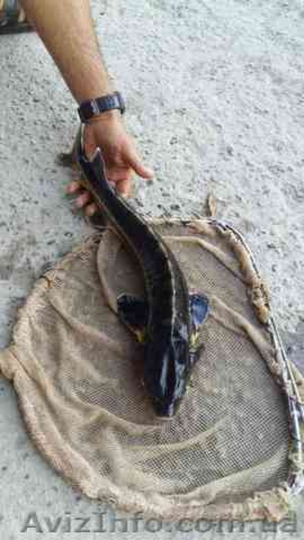 Продам рыбу товарную осетра, зарыбок осетровых. - <ro>Изображение</ro><ru>Изображение</ru> #5, <ru>Объявление</ru> #1570948