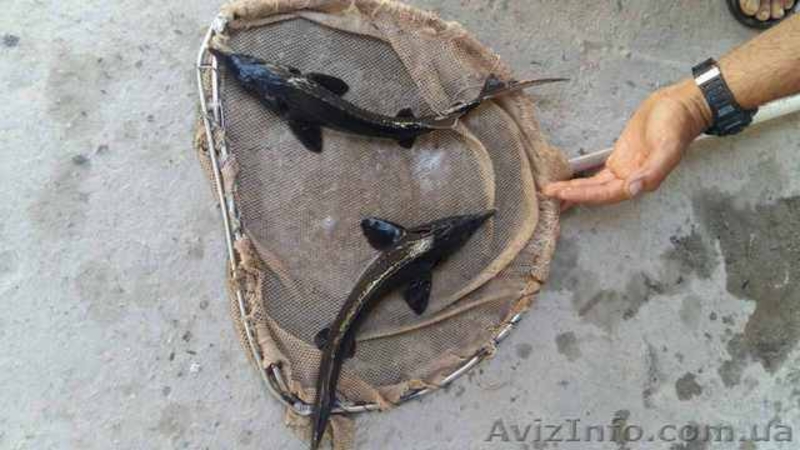 Продам рыбу товарную осетра, зарыбок осетровых. - <ro>Изображение</ro><ru>Изображение</ru> #6, <ru>Объявление</ru> #1570948