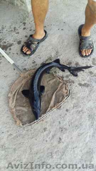 Продам рыбу товарную осетра, зарыбок осетровых. - <ro>Изображение</ro><ru>Изображение</ru> #7, <ru>Объявление</ru> #1570948