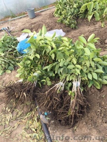 Саженци Грецкого Ореха "Идеал", "Кочерженко", "Иван Багряный" - <ro>Изображение</ro><ru>Изображение</ru> #3, <ru>Объявление</ru> #1577369