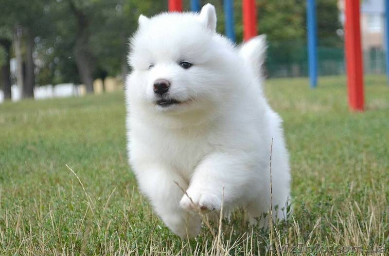 Продам щенков самоеда. Бердянск - <ro>Изображение</ro><ru>Изображение</ru> #1, <ru>Объявление</ru> #1583393