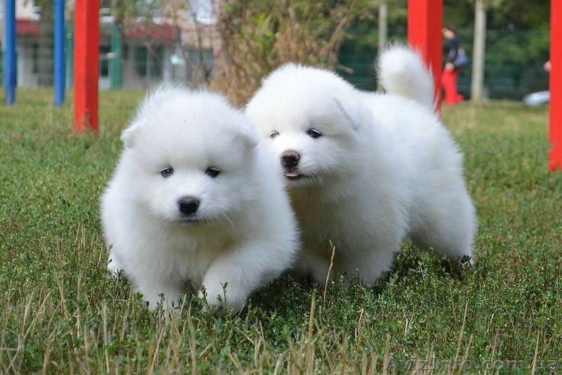 Продам щенков самоеда. Бердянск - <ro>Изображение</ro><ru>Изображение</ru> #3, <ru>Объявление</ru> #1583393