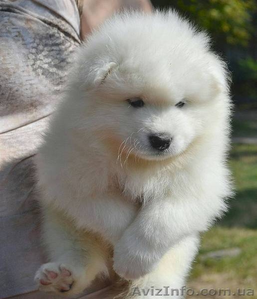 Продам щенков самоеда. Бердянск - <ro>Изображение</ro><ru>Изображение</ru> #5, <ru>Объявление</ru> #1583393
