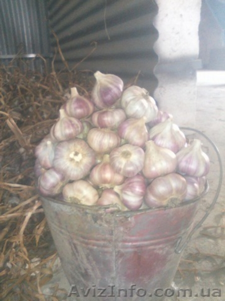 Продам чеснок Токмак - <ro>Изображение</ro><ru>Изображение</ru> #2, <ru>Объявление</ru> #1582040