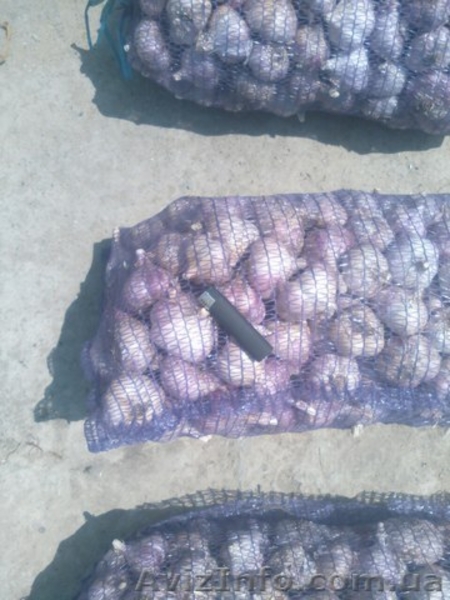 Продам чеснок Токмак - <ro>Изображение</ro><ru>Изображение</ru> #3, <ru>Объявление</ru> #1582040