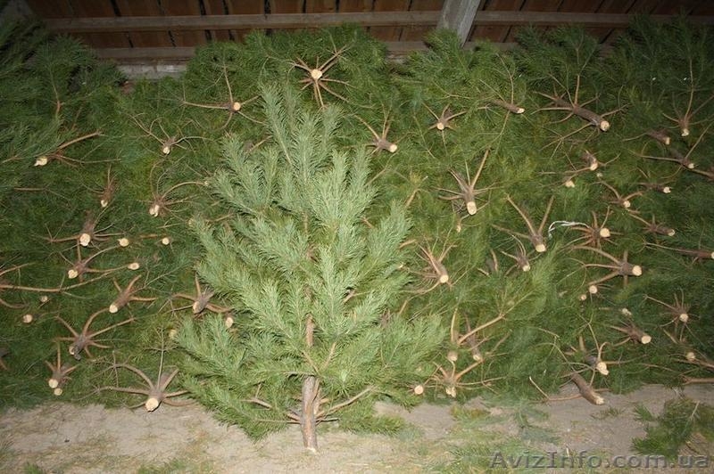 Новогодние живые елки оптом 2017 - <ro>Изображение</ro><ru>Изображение</ru> #1, <ru>Объявление</ru> #1588417