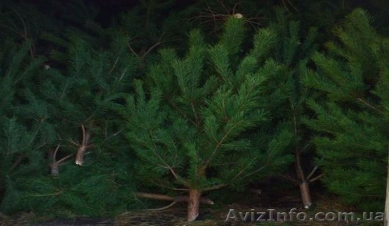 Новогодние живые елки оптом 2017 - <ro>Изображение</ro><ru>Изображение</ru> #2, <ru>Объявление</ru> #1588417