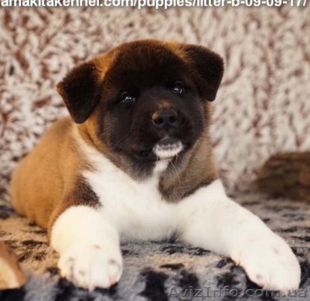 Американская акита - дети чемпионов! - <ro>Изображение</ro><ru>Изображение</ru> #1, <ru>Объявление</ru> #1594166